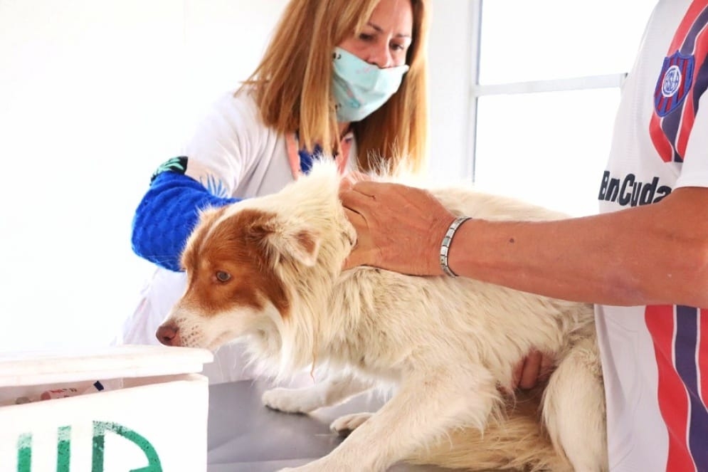 Como seguir&aacute; el programa de vacunaci&oacute;n y castraci&oacute;n es una incognita.