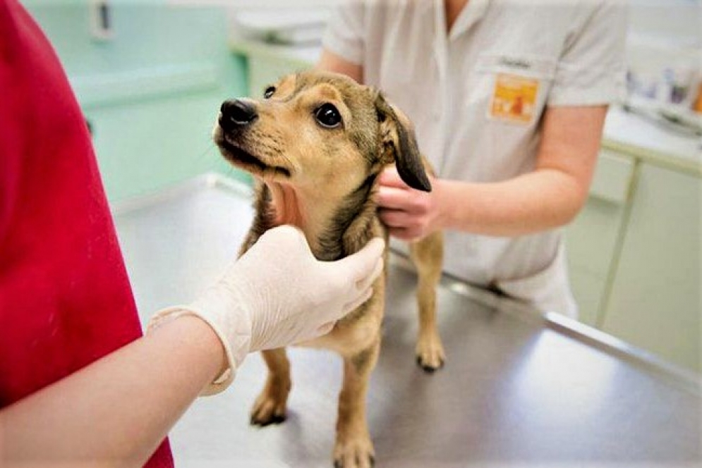 Los 50 turnos de esterilizaci&oacute;n se otorgar&aacute;n este mi&eacute;rcoles.