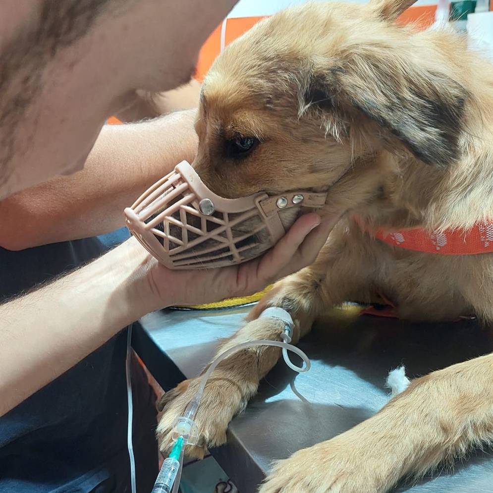 Sof&iacute;a durante una sesi&oacute;n de su tratamiento. La medicina fue donada por una asociaci&oacute;n rescatista llamada "Misi&oacute;n Tokyo". 